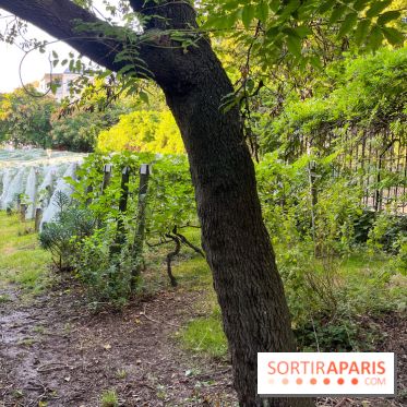 Vignes de Belleville