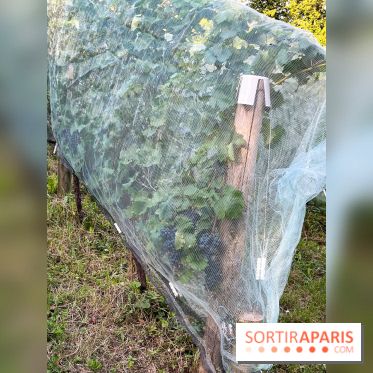 Vignes de Belleville - image00002