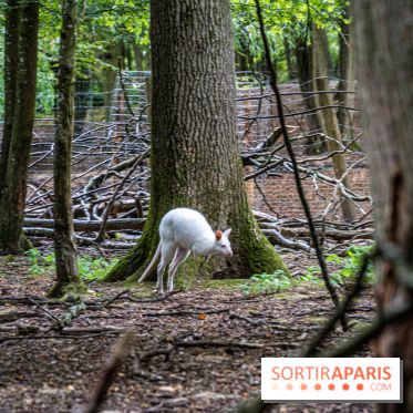 Le village de Janvry en Haute Vallée de Chevreuse  -  A7C0015