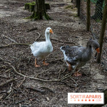 Le village de Janvry en Haute Vallée de Chevreuse  -  A7C0001