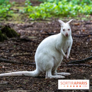Le village de Janvry en Haute Vallée de Chevreuse  -  A7C0025