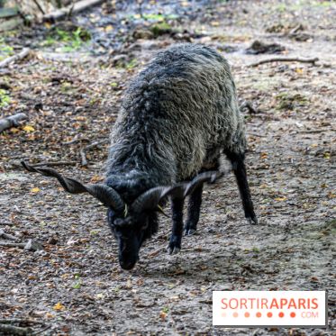 Le village de Janvry en Haute Vallée de Chevreuse  -  A7C9982