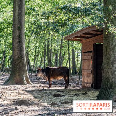 Le village de Janvry en Haute Vallée de Chevreuse  -  A7C0064