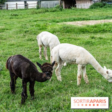 Le village de Janvry en Haute Vallée de Chevreuse  -  A7C9962