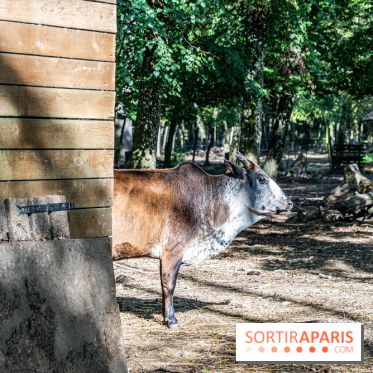 Le village de Janvry en Haute Vallée de Chevreuse  -  A7C0065