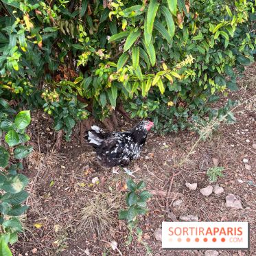 Le Grand Parc des Docks, à Saint-Ouen - image00227