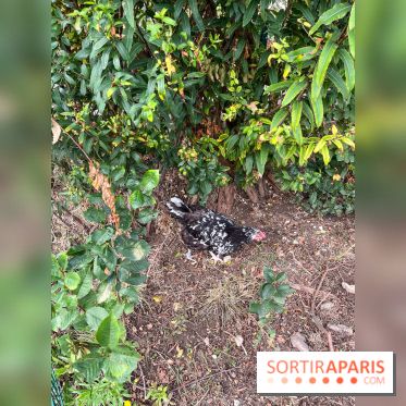 Le Grand Parc des Docks, à Saint-Ouen - image00229