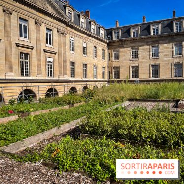 Vignoble Hôtel de Ville - IMG 9260