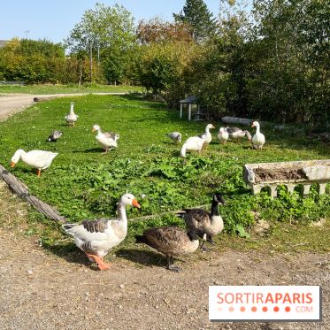 La Ferme des 4 Etoiles à Auffargis - image00032