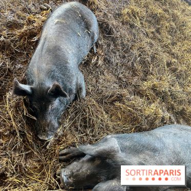 La Ferme des 4 Etoiles à Auffargis - image00025