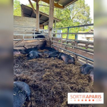 La Ferme des 4 Etoiles à Auffargis - image00026