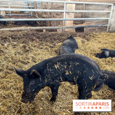 La Ferme des 4 Etoiles à Auffargis - image00027