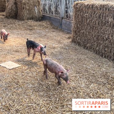 La Ferme des 4 Etoiles à Auffargis - image00016