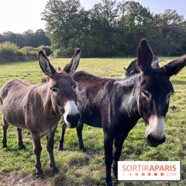 La Ferme des 4 Etoiles à Auffargis - image00002