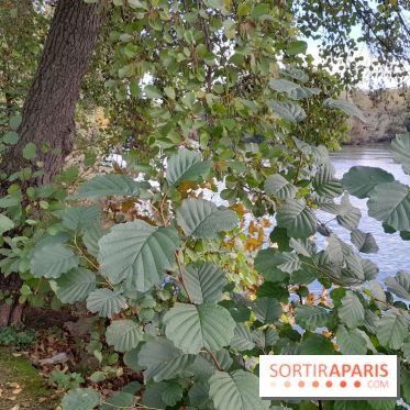 Les bords de Marne