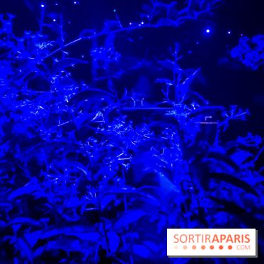 Parfums d'Orient, l'exposition qui enchante nos sens à l'Institut du Monde Arabe - photos