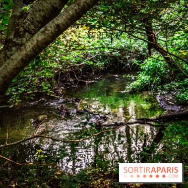 Le sentier des Maréchaux à Senlisse - Vallée de Chevreuse -  marécage