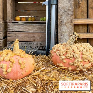 Automne au Potager du Roi - Citrouilles - Halloween