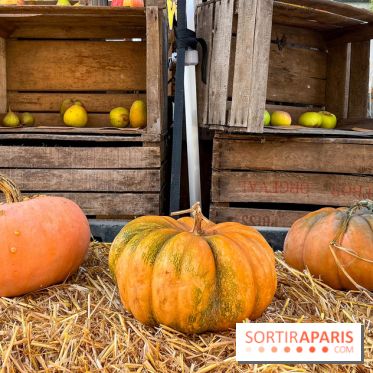Automne au Potager du Roi - Citrouilles - Halloween