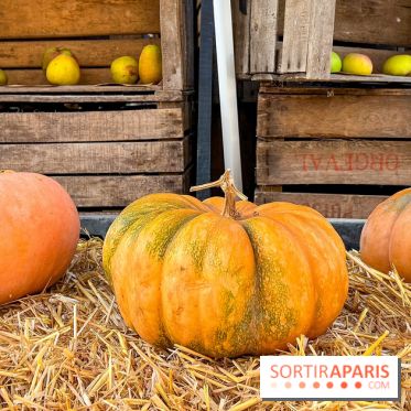 Automne au Potager du Roi - Citrouilles - Halloween