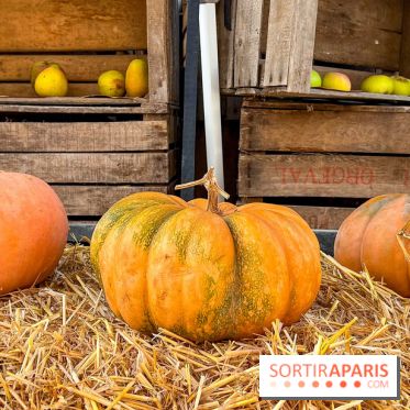 Automne au Potager du Roi - Citrouilles - Halloween