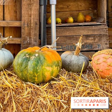 Automne au Potager du Roi - Citrouilles - Halloween