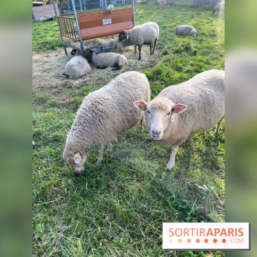 La ferme pédagogique du parc des Chanteraines