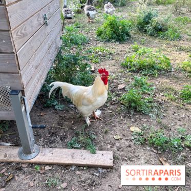 La ferme pédagogique du parc des Chanteraines