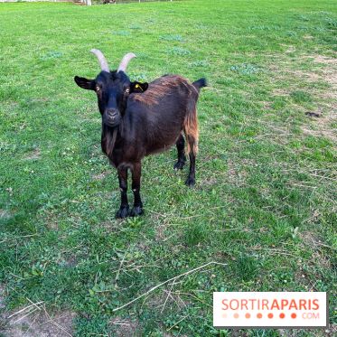 La ferme pédagogique du parc des Chanteraines