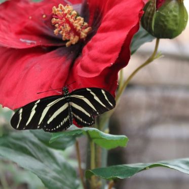 La serre aux papillons
