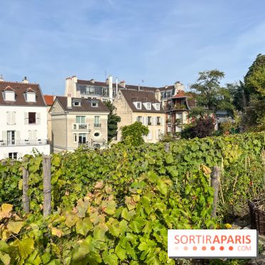 Vignes Montmartre