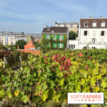Vignes Montmartre