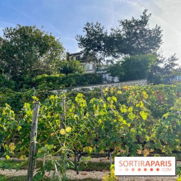 Vignes Montmartre