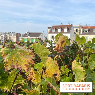 Vignes Montmartre - image00036