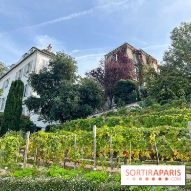 Vignes Montmartre - image00032