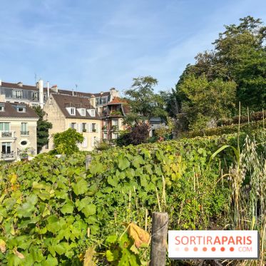 Vignes Montmartre - image00033