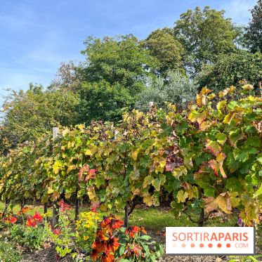 Vignes Montmartre