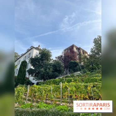 Vignes Montmartre