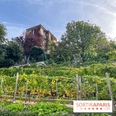 Vignes Montmartre - image00031