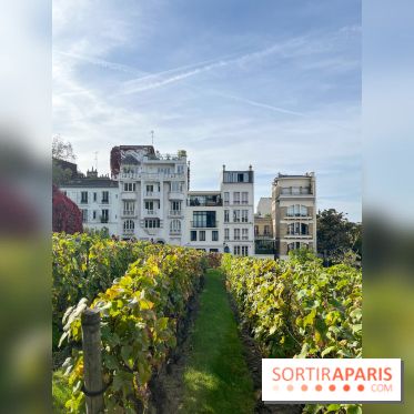 Vignes Montmartre