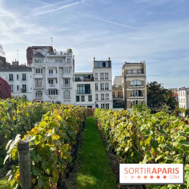 Vignes Montmartre