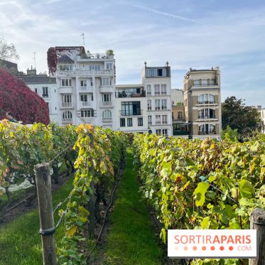 Vignes Montmartre