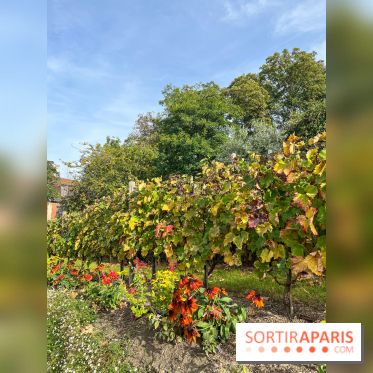 Vignes Montmartre