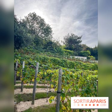 Vignes Montmartre