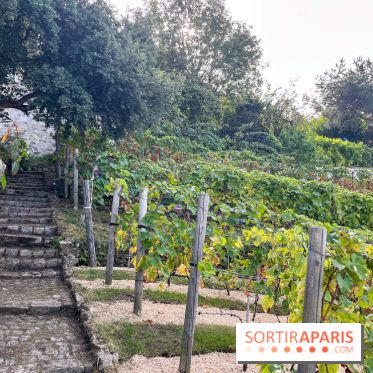 Vignes Montmartre