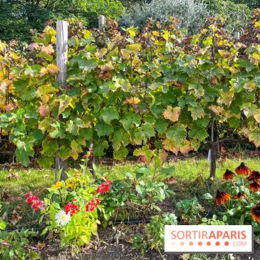 Vignes Montmartre