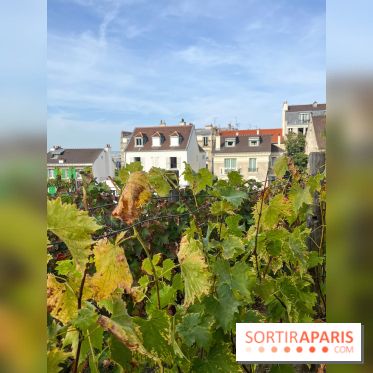 Vignes Montmartre - image00020