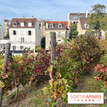 Vignes Montmartre