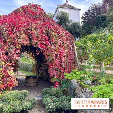 Vignes Montmartre