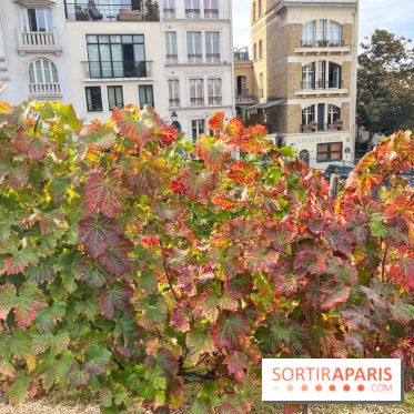 Vignes Montmartre